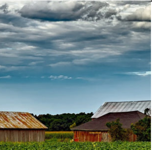 From Pharma to Farmer: The Many Uses of Platinum